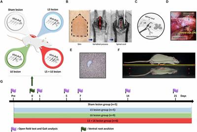 Time-course gait pattern analysis in a rat model of foot drop induced by ventral root avulsion injury